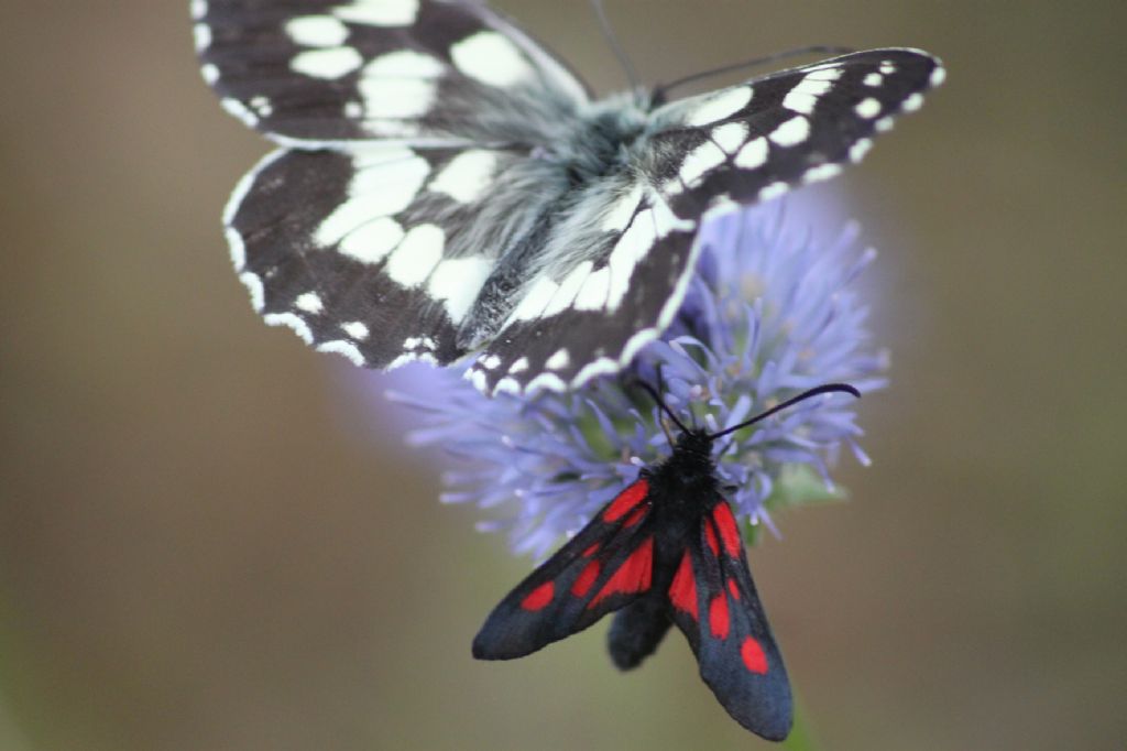 ID farfalle su un fiore